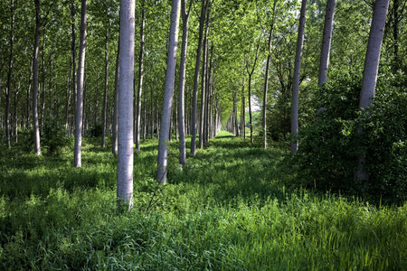 Beech grove on a sunny day in the Italian countrysideの写真素材