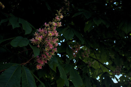 Horse chestnut inflorescence seen from below and up close