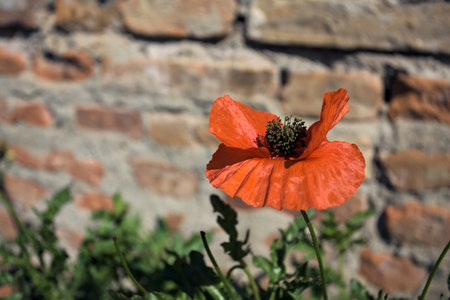 Poppy in bloom against a brick wall seen up closeの写真素材