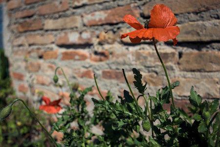 Poppy in bloom against a brick wall seen up closeの写真素材