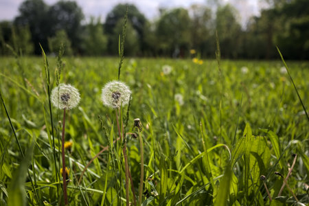 Dandelion in the grass seen up closeの写真素材