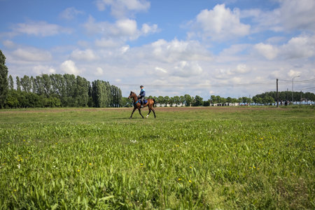 Horses passing on a clearing on a sunny day in the Italian countrysideの写真素材