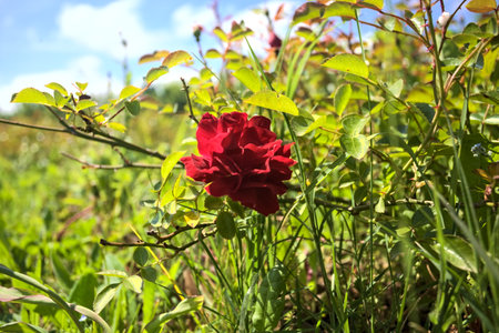 Red ground cover rose in bloom in a bush seen up closeの写真素材