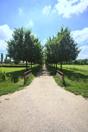 Gravel path in the shade bordered by rows of trees in a park on a sunny dayの写真素材