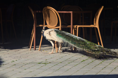 Peacock lit by the sunlight walking in a square with chairs and tables of a restaurantの写真素材