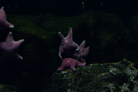 Starfishes on a rock in the tank of an aquarium seen up closeの写真素材