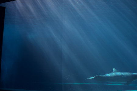 Dolphin swimming in the tank of an aquariumの写真素材