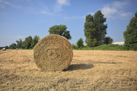 Hay bale on a field bordered by trees on a sunny day in the Italian countryside seen up closeの写真素材