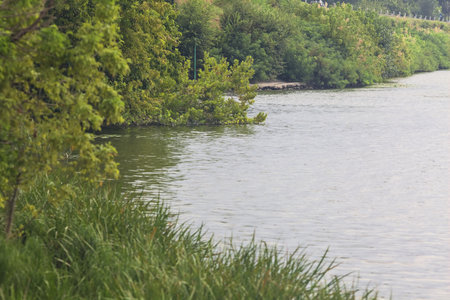 Park with trees by a lakeshore on a cloudy dayの写真素材