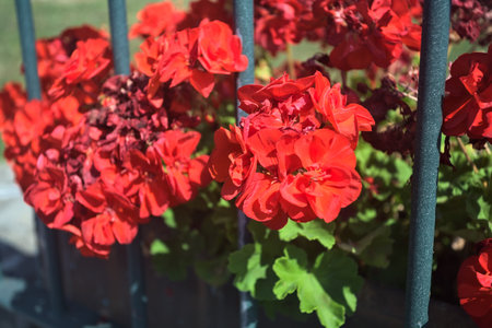Red geranium in bloom growing behind a grate seen up close