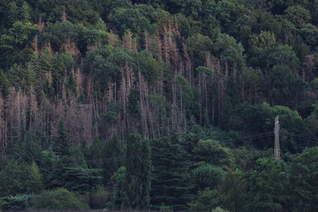 Bare pines on a cliff of a mountain at twilight