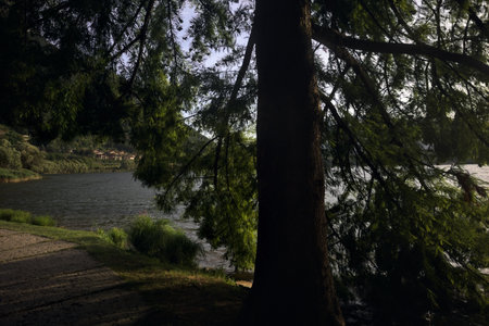Trees and a path counterlit by the sun at sunset by the lakeshoreの写真素材