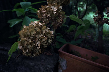 Withered hydrangea in the shade seen up closeの写真素材