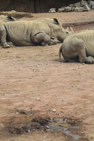 Rhinoceroses lying on the ground in an enclosureの写真素材