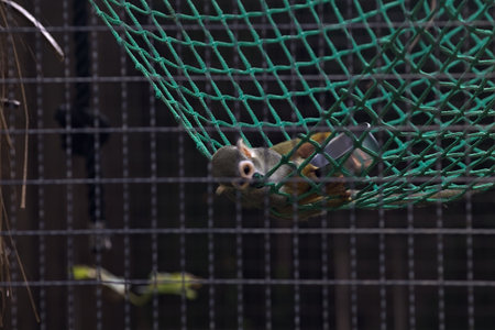 Squirrel monkey playing on a hammock in an enclosure