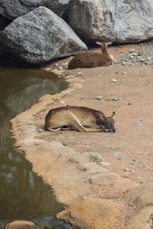 Antelopes next to a stream of water.の写真素材