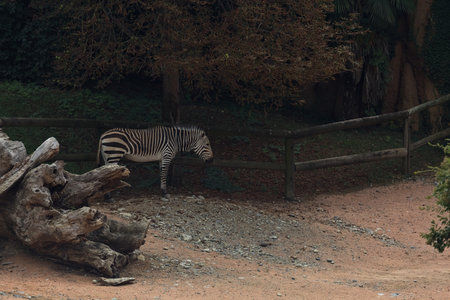 Antelopes next to a stream of water in an enclosureの写真素材