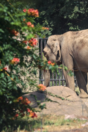 Elephants in a zoo enclosure at sunsetの写真素材