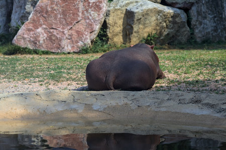 Hippopotamuses bathing and lying in a pond.の写真素材