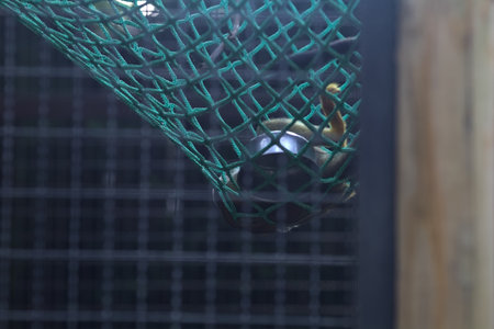 Squirrel monkey playing on a hammock in a zoo enclosureの写真素材