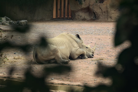 Rhinoceroses lying on the ground in a zoo enclosureの写真素材