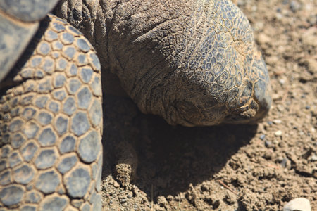 Aldabra giant tortoises lying on the ground in a zoo enclosureの写真素材