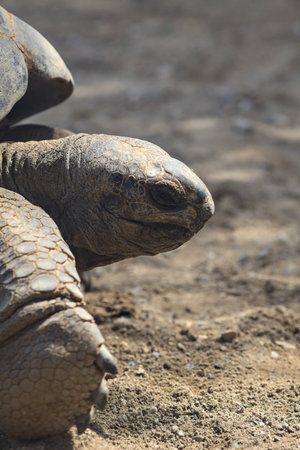 Aldabra giant tortoises lying on the ground in a zoo enclosureの写真素材