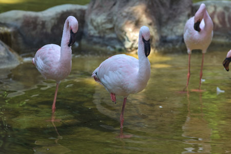 Flamingos in a pond of a zoo enclosureの写真素材