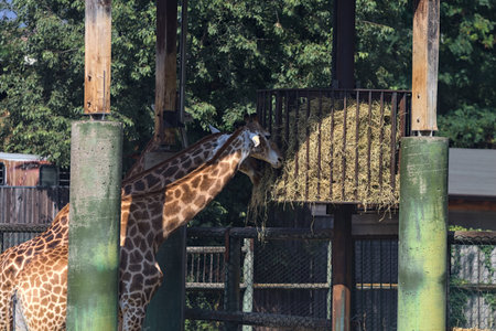 Giraffes in a zoo enclosure at sunsetの写真素材