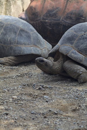 Aldabra giant tortoises lying on the ground in a zoo enclosureの写真素材