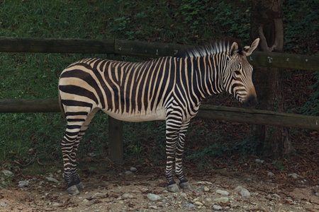 Zebra in the shade next to a fence in a zoo enclosureの写真素材