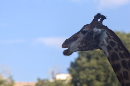 Giraffes in a zoo enclosure at sunsetの写真素材