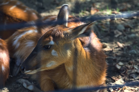 Sitatungas resting on the ground in a zoo enclosureの写真素材