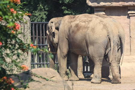 Elephants in a zoo enclosure at sunset