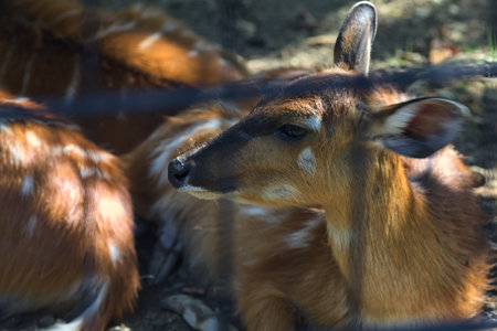 Sitatungas resting on the ground in a zoo enclosureの写真素材