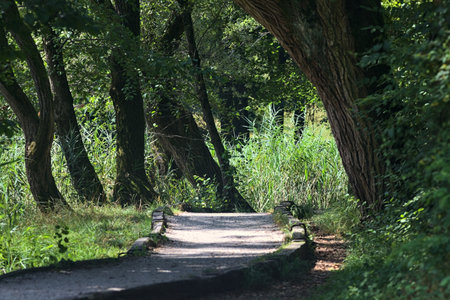 Path in a forest with trees arching on it by the edge of a river