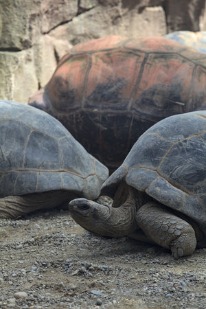 Aldabra giant tortoises lying on the ground in a zoo enclosureの写真素材