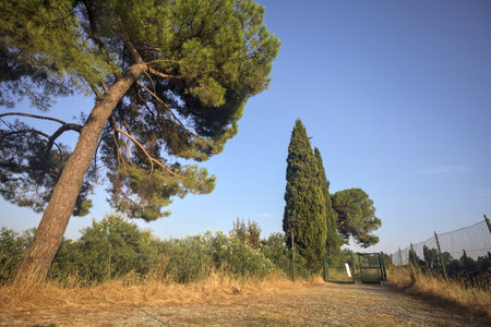 Path with an open gate in a park on a fortification at sunsetの写真素材
