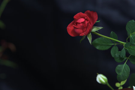 Red miniature rose in bloom on a dark background