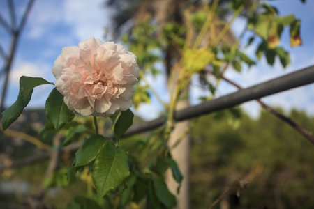 Pink rose in bloom seen up closeの写真素材