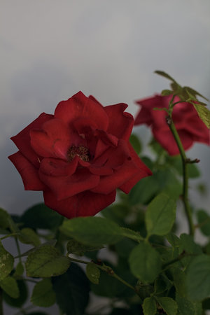 Red miniature roses in bloom on a white background