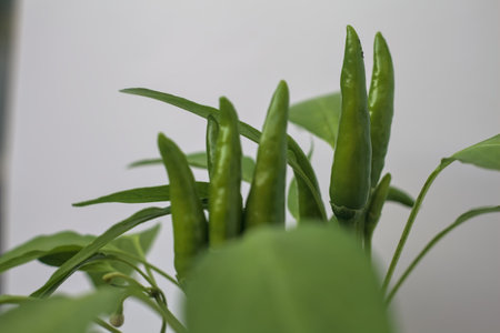 Ripe peppers on a branch on a white backgroundの写真素材