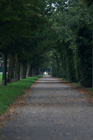 Paved path bordered by a row of trees and a hedge in the Italian countrysideの写真素材