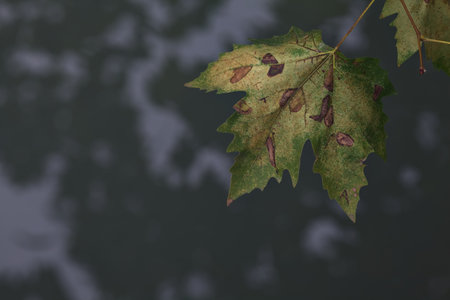 Leaves on a tree branch reflected in a stream of water on a cloudy day