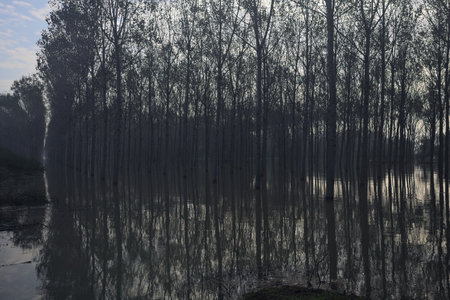 Flooded birch grove with reflections cast in the water on a cloudy day in the Italian countrysideの写真素材