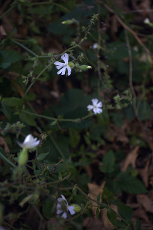 Wild flowers in bloom seen up closeの写真素材