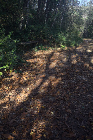 Stone bench by the edge of a trail in a forest at twilight in autumn