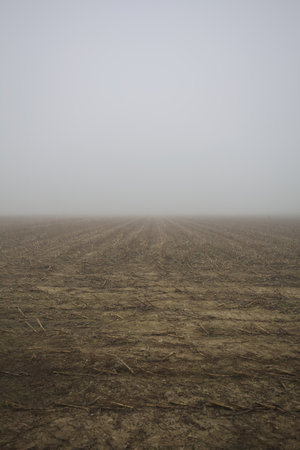 Cultivated field with already cut corn plants on a foggy day in the Italian countryside