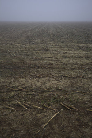 Cultivated field with already cut corn plants on a foggy day in the Italian countryside