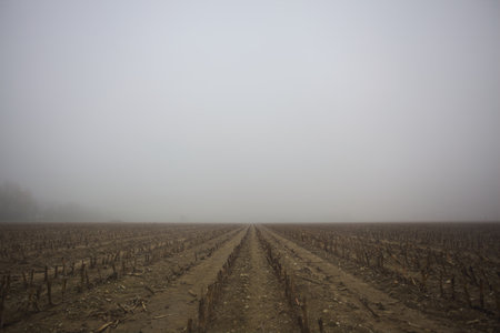 Cultivated field with already cut corn plants on a foggy day in the Italian countryside